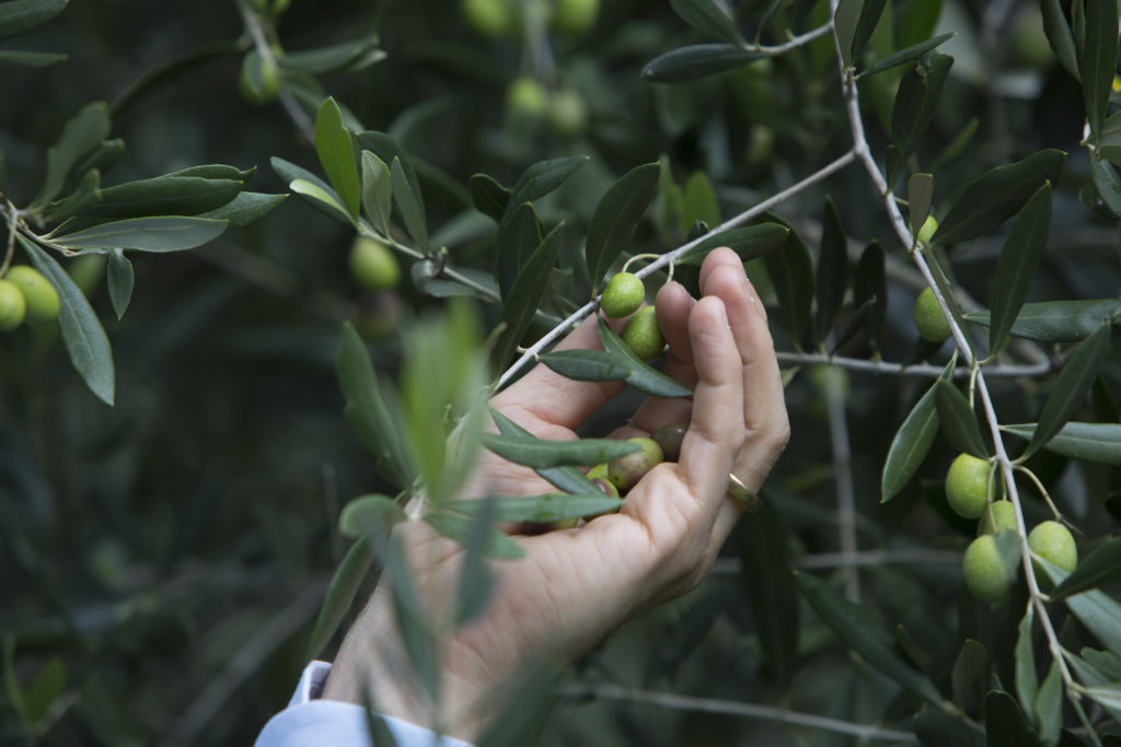 Frågor om olivolja