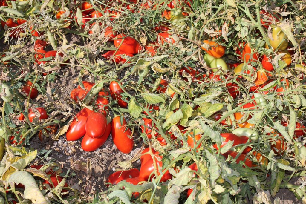 Odling av tomater