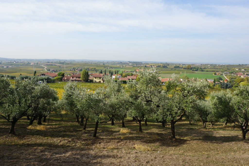Olivlund i Italien