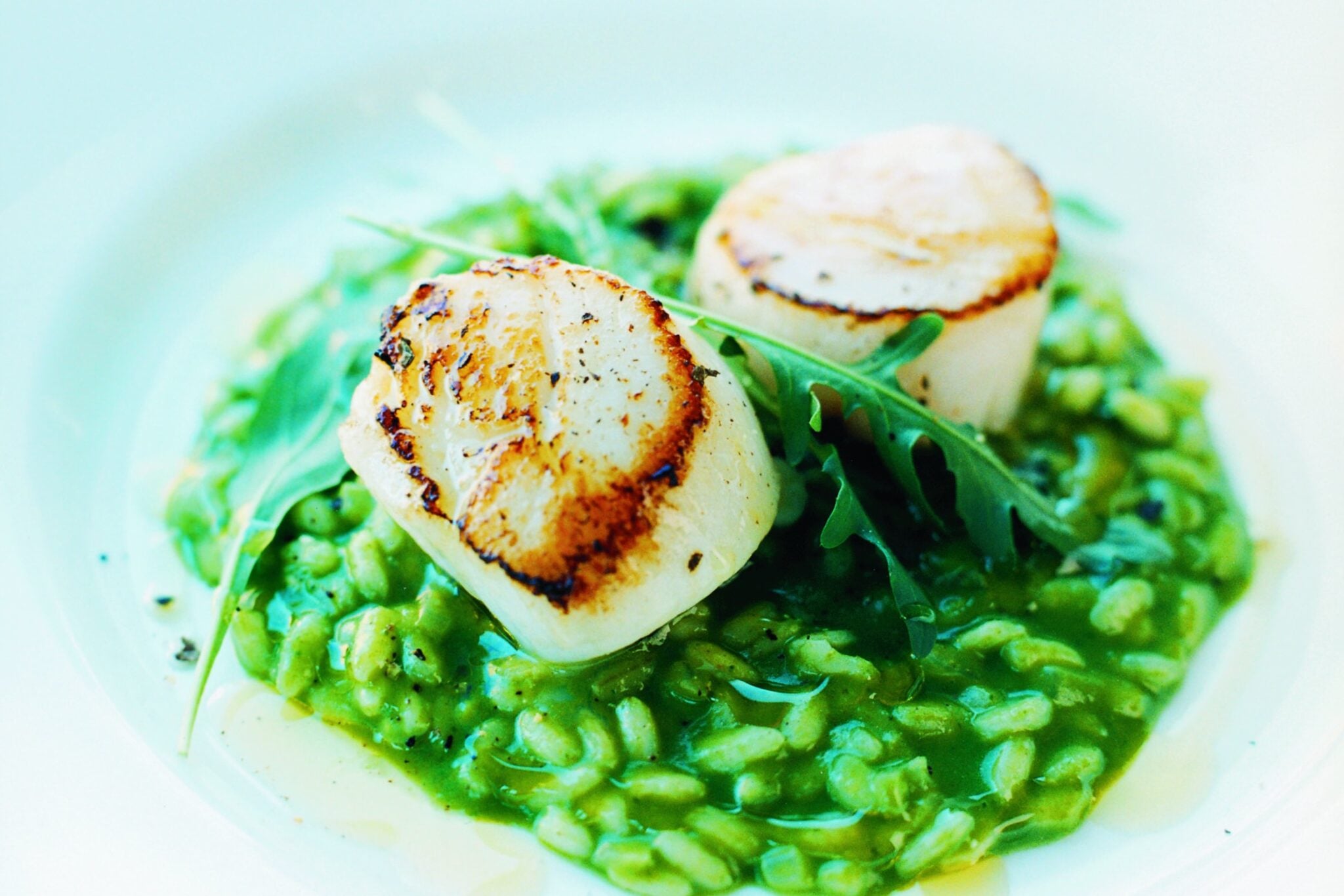 Örtrisotto med pilgrimsmusslor och rucola Recept Zeta